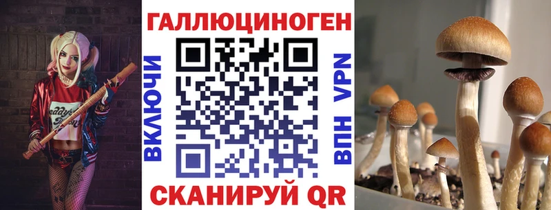 Псилоцибиновые грибы Cubensis  Валдай 